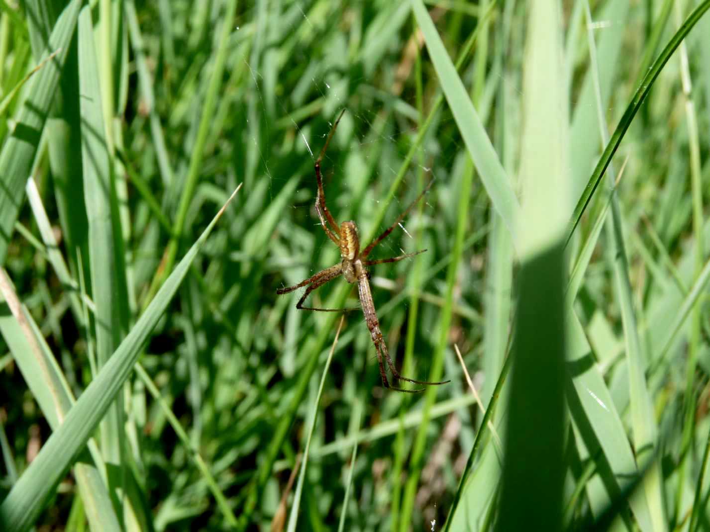 Il paradiso delll''Argiope